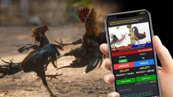 Phân Tích Tỷ Lệ Kèo Đá Gà Chọi - Đọc Kèo Chuẩn, Bắt Tiền Chắc